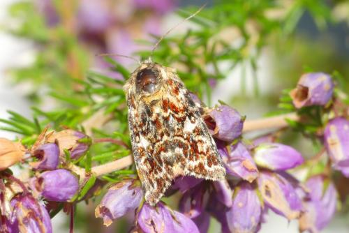 Réf. 264 972 : Anarta myrtilli